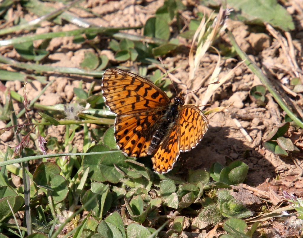 Melitaea? No, Boloria dia